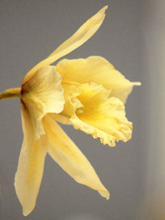 CATTLEYA ORCHID CUTTER SET ©
