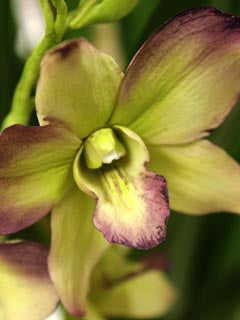 DENDROBIUM ORCHID BUD MOLDS ©