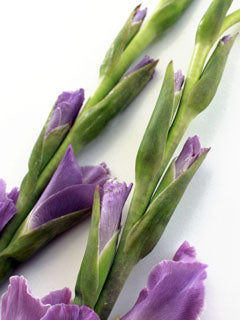 GLADIOLUS SPIKE MOLD ©