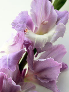 GLADIOLUS TEPAL VEINER SET (M) ©