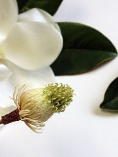 SOUTHERN MAGNOLIA CENTER MOLD