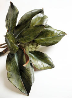 SOUTHERN MAGNOLIA LEAF VEINER