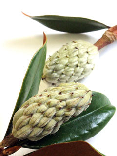 SOUTHERN MAGNOLIA SEED POD