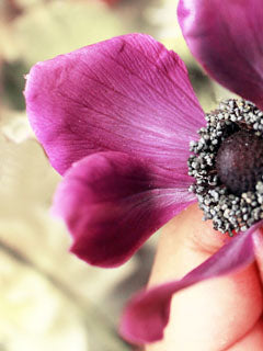 BLACK SMALL FLOWER STAMENS