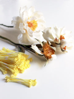 YELLOW LONG FLOWER STAMENS