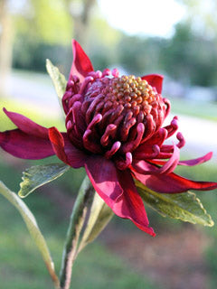 WARATAH FULL SET