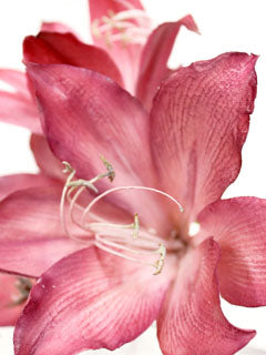 AMARYLLIS PETAL VEINER  ©