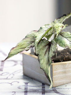 BEGONIA LEAF (M) CUTTER & VEINER SET ©