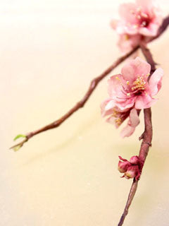 BLOSSOM CUTTER SET ©