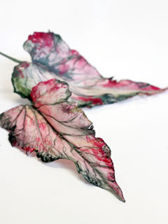 CALADIUM LEAF VEINER ©