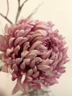 CHRYSANTHEMUM PETAL CUTTER SET