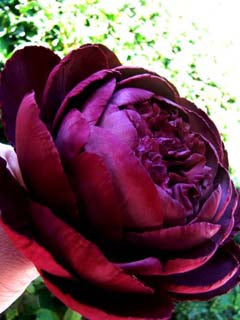 CLOSED PEONY PETAL CUTTERS ©