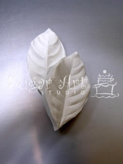 GARDENIA LEAF VEINER ©