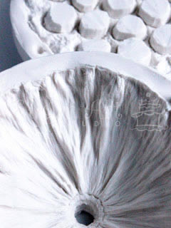 DRIED LOTUS SEED POD X LARGE