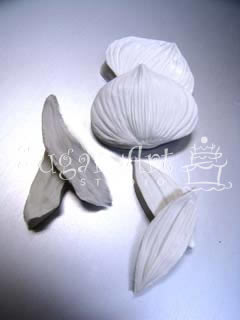 SLIPPER ORCHID VEINER ©