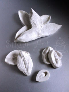 DENDROBIUM ORCHID VEINER SET ©
