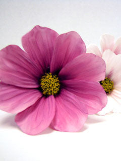 COSMOS PETAL VEINER ©