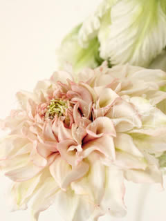 DAHLIA PETAL VEINER ©