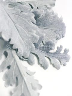 DUSTY MILLER VEINER 5 ©