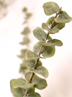 EUCALYPTUS CUTTER SET (L) ©