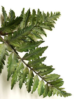 FERN LEAF CUTTERS ©