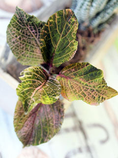 FITTONIA LEAF CUTTER SET ©