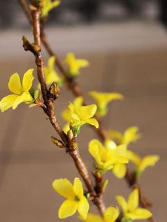 FORSYTHIA CUTTERS SET ©