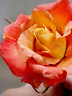 GARDEN ROSE PETAL VEINER ©