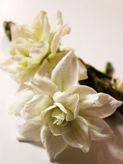 GARDENIA PETAL VEINER SET ©