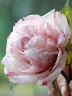 ROSE LEAF CUTTERS (L) ©