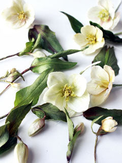 MULTI PURPOSE CUTTER (S) (CENTER PETALS) ©
