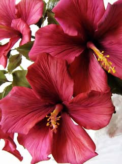 HIBISCUS PETAL VEINER ©