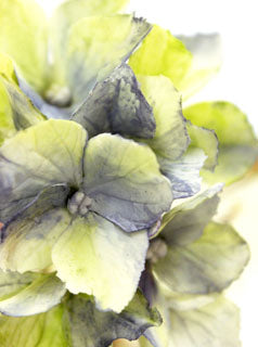 HYDRANGEA PETAL VEINER ©