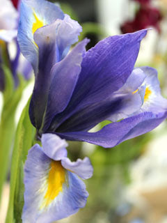 IRIS PETAL CUTTERS ©