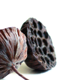 DRIED LOTUS SEED POD X LARGE