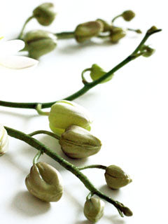 MOTH ORCHID BUDS MOLD
