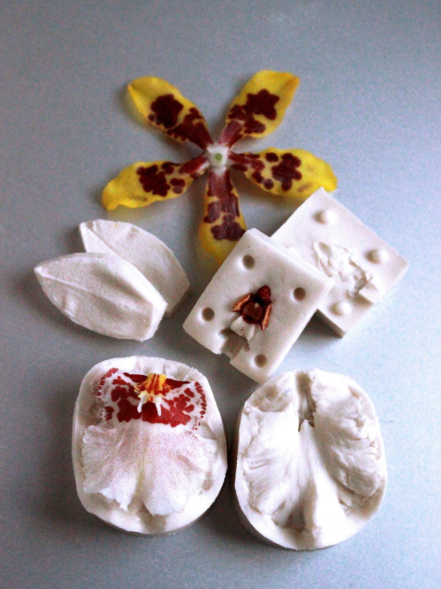 ONS WILDCAT GARFIELD ORCHID VEINER SET