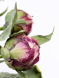 PEONY BUD MOLD ©