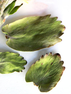 PINCUSHION PROTEA LEAF CUTTER SET
