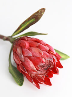 PINK ICE PROTEA FULL SET