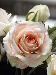 ROSE CUTTER SET ©