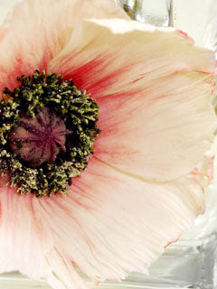 POPPY PETAL VEINER (MEDIUM) ©