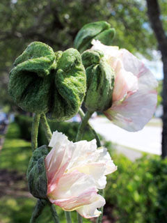 POPPY BUD MOLD (LARGE) ©