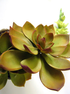 ROSETTE SUCCULENT PETAL CUTTERS ©