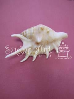 SPIDER SHELL MOLD
