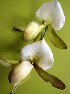 SLIPPER ORCHID CUTTER ©