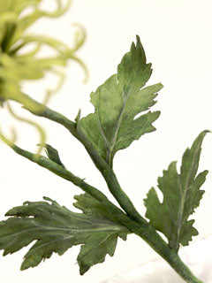 SPIDER MUM LEAF CUTTER ©