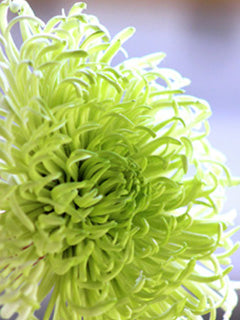 SPIDER CHYSANTHEMUM ( OUTER PETAL SET) ©