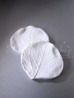 EUCALYPTUS VEINER