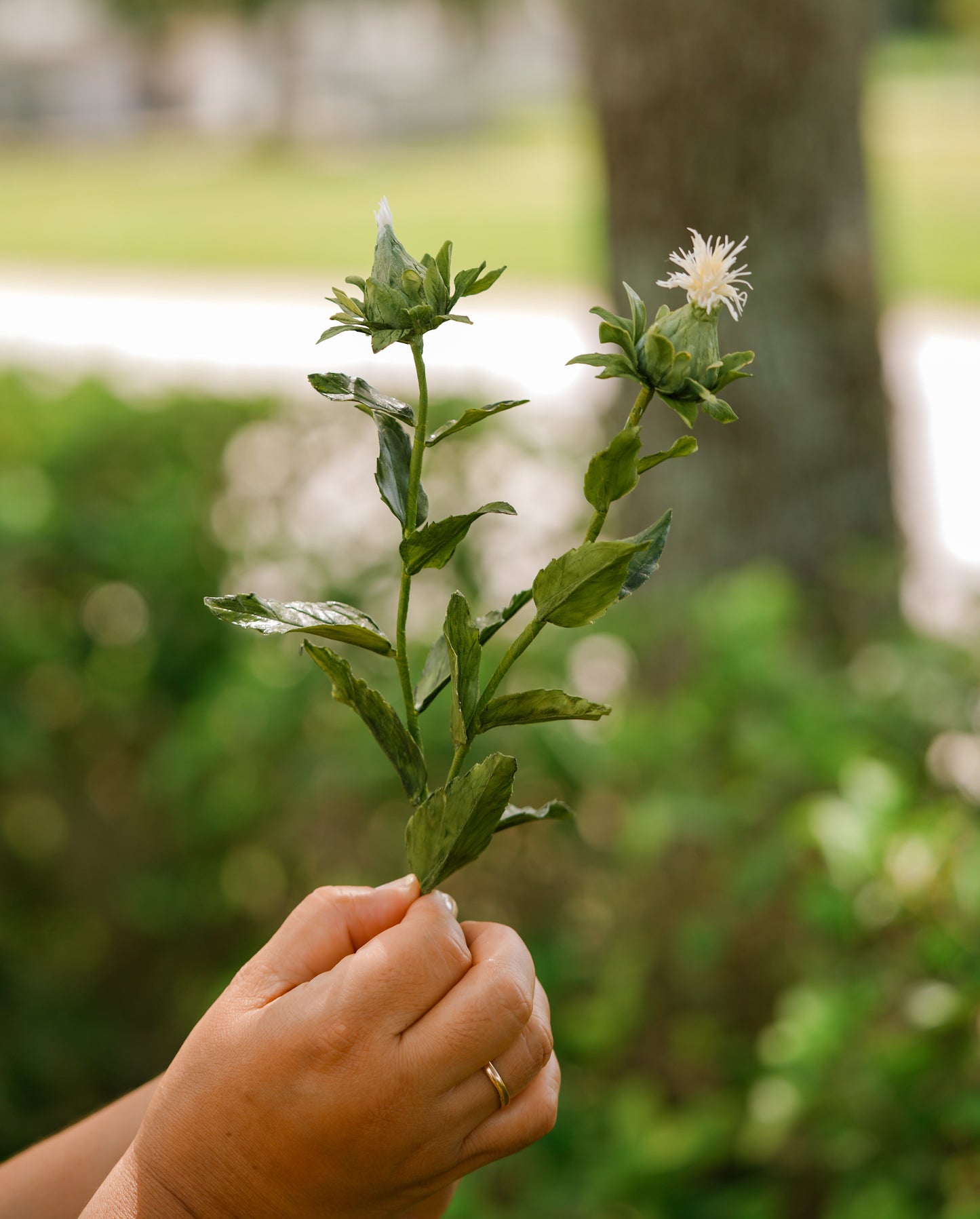 SAFFLOWER LEAF CUTTER SET ©